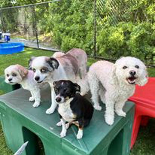 dog daycare new bern