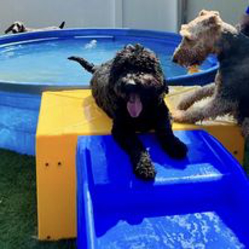 dog daycare new bern
