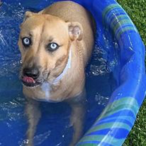 Best dog kennels new bern