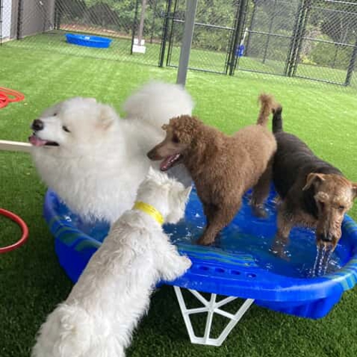 New Bern dog boarding