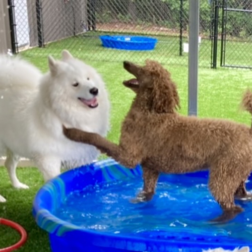 pool time 