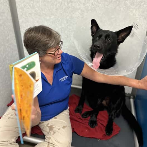 bedtime cuddles for dog kennels