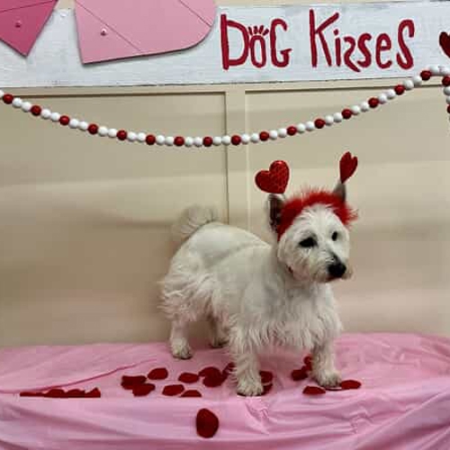 Dog contest