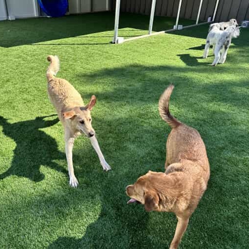 New Bern's best dog kennel