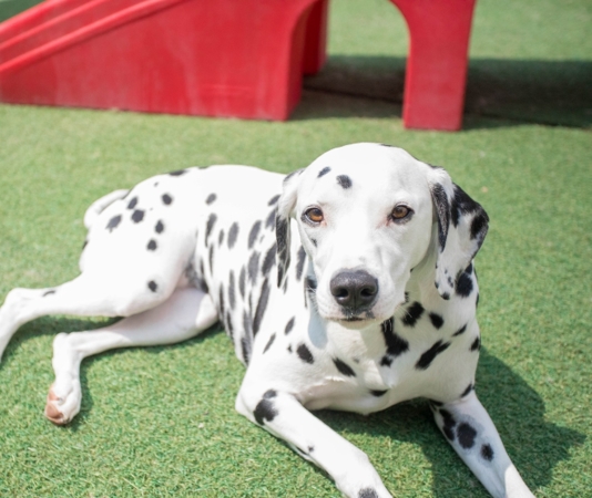 A Dalmatian lays down outside in the sun