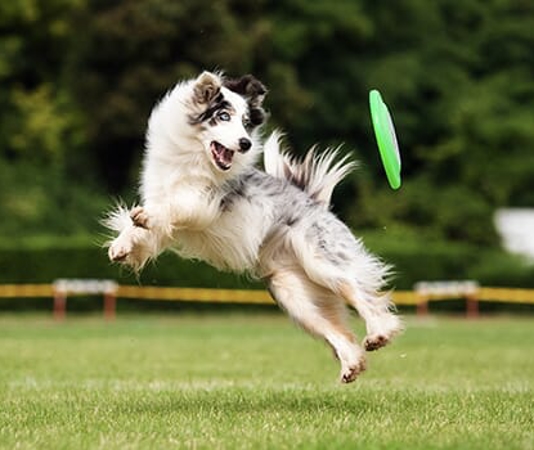 a dog running outside towards a Frisbee