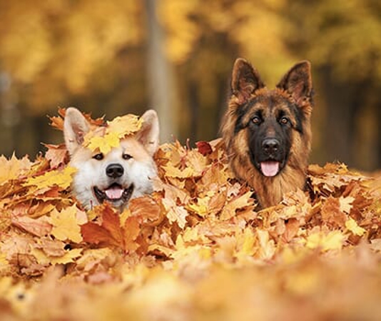 two dogs sitting in a pile of leaves
