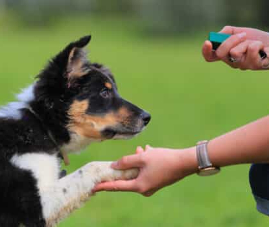 a dog sits for a treat