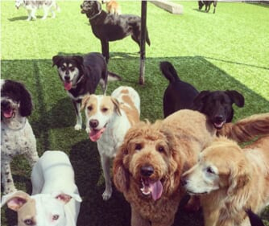 A group of happy dogs play outside on some turf