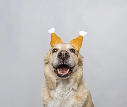 A dog wearing a turkey hat celebrating Thanksgiving.