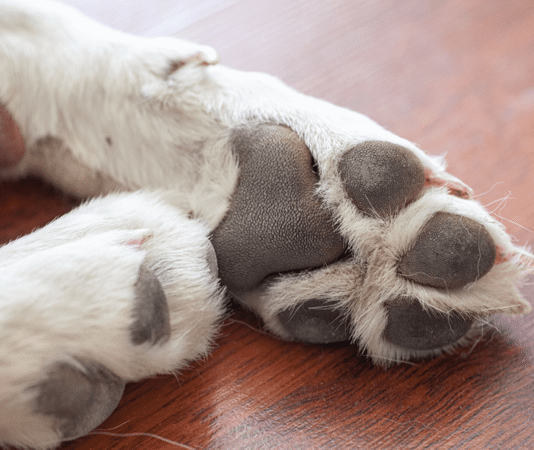 A close-up of healthy dog paws.