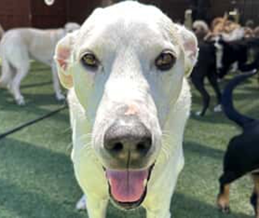 All American Pet Resorts