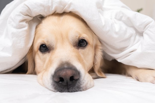 a dog snuggled under soft bed coverings in a dog  hotel