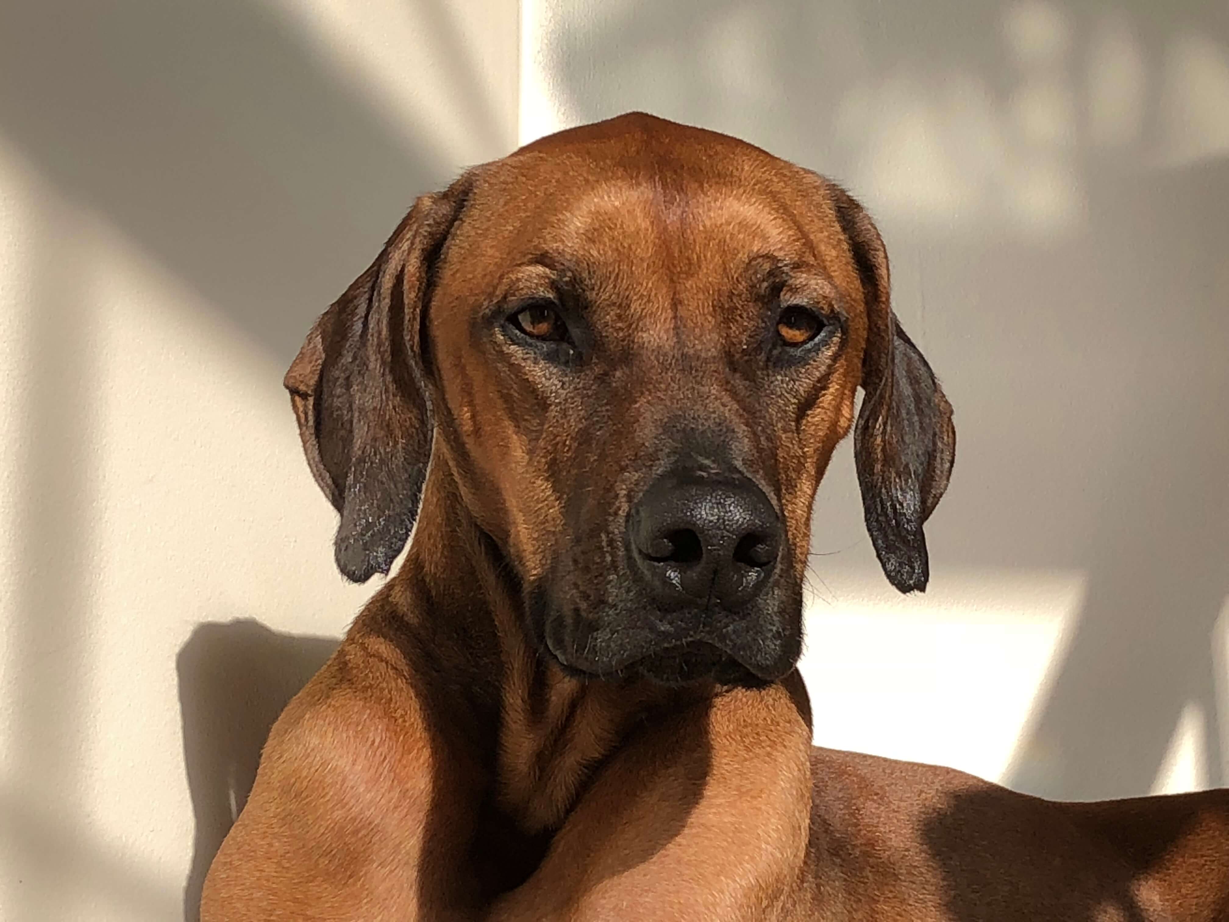 A dog standing outside in the sun