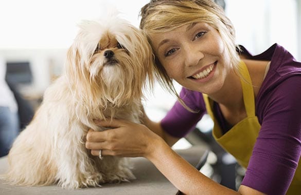 How to Select the Best Boarding Facility | All American Pet Resorts