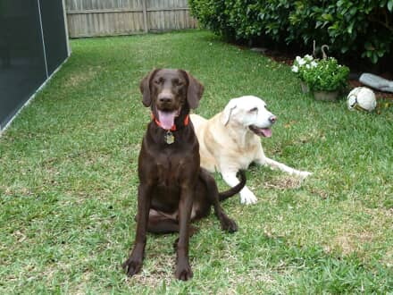 Two happy dogs sit on the grass in a yard