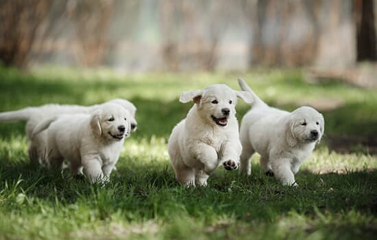 four golden retriever puppies running outside on grass