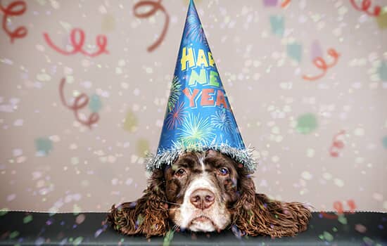 a dog laying down wearing a happy new years hat
