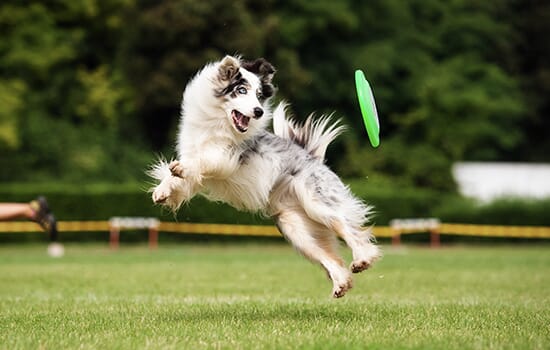 a dog running outside towards a Frisbee