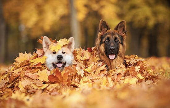 two dogs sitting in a pile of leaves