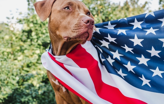 Dog draped in an American flag