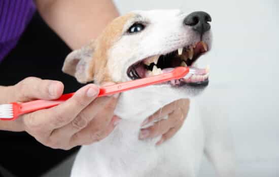 A dog getting its teeth brushed