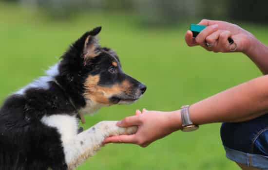 a dog sits for a treat