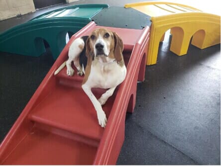 An elderly dog sits on a dog staircase