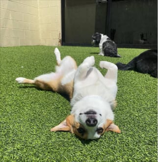 A happy dog lays on his back in the grass