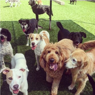 A group of happy dogs play outside on some turf
