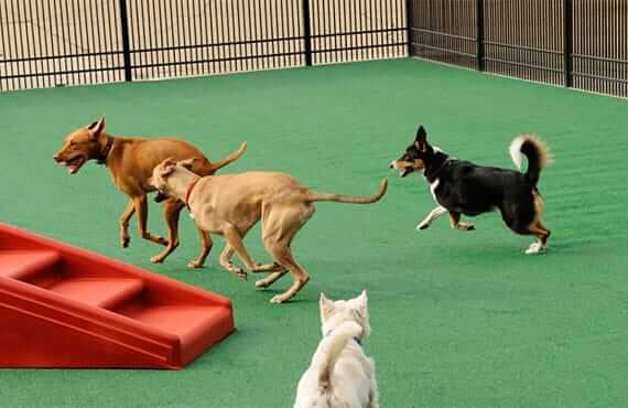 Dallas Dog Hotel | Dogs running and playing in an outdoor play area