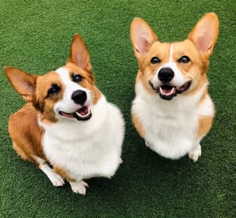 Photo Gallery All American Pet Resorts Dallas