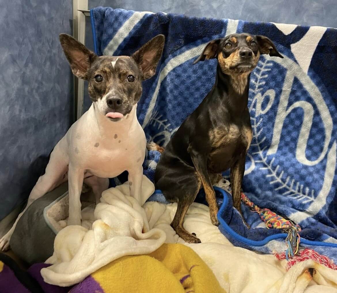 Photo Gallery All American Pet Resorts North Brunswick