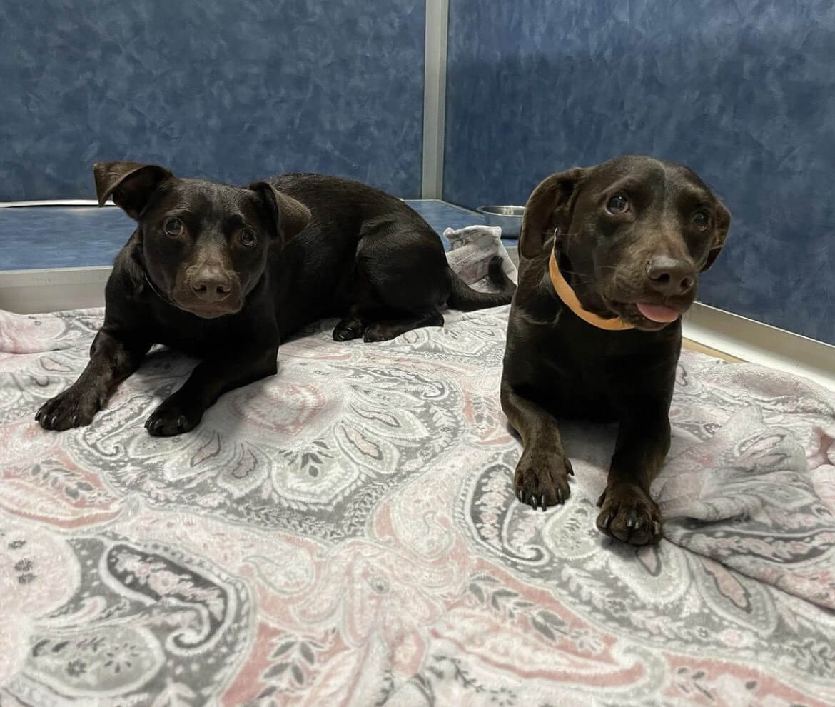 Photo Gallery All American Pet Resorts North Brunswick