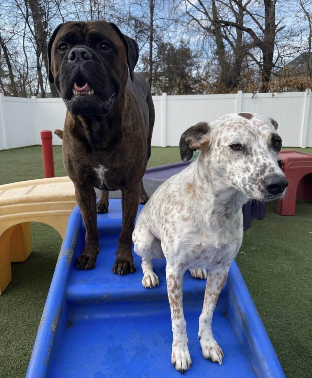 Photo Gallery All American Pet Resorts North Brunswick