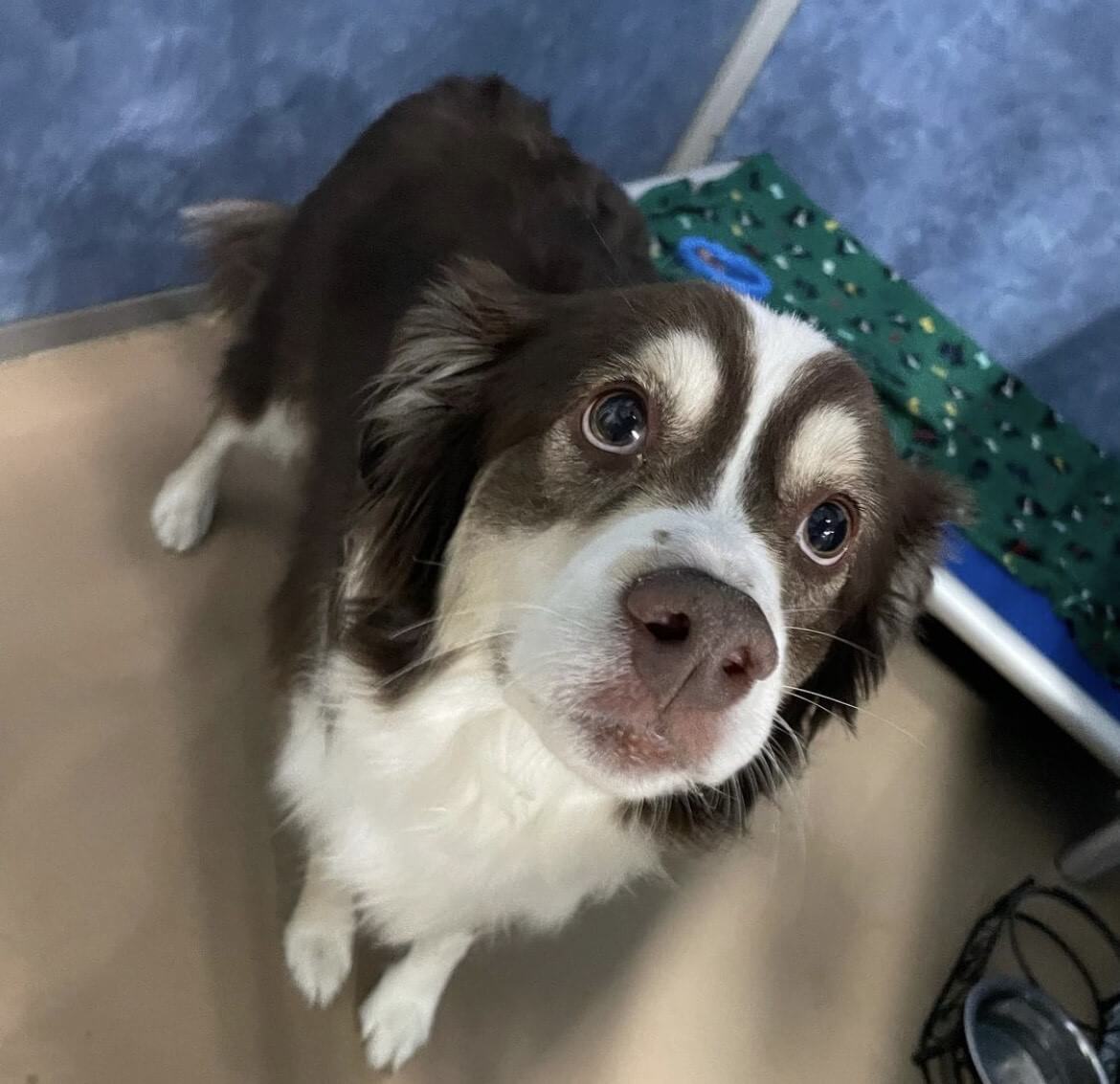 Photo Gallery All American Pet Resorts North Brunswick