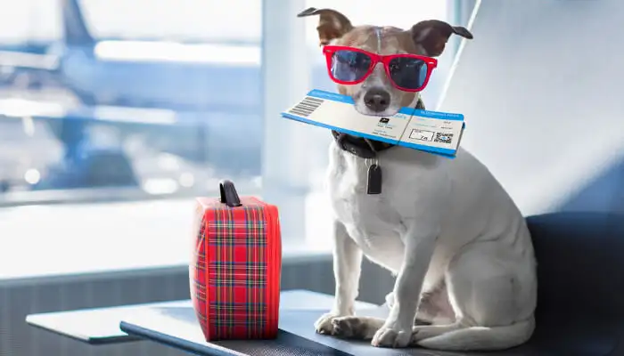 Traveling With Anxious Dog: Expert Tips for Stress-Free Trips