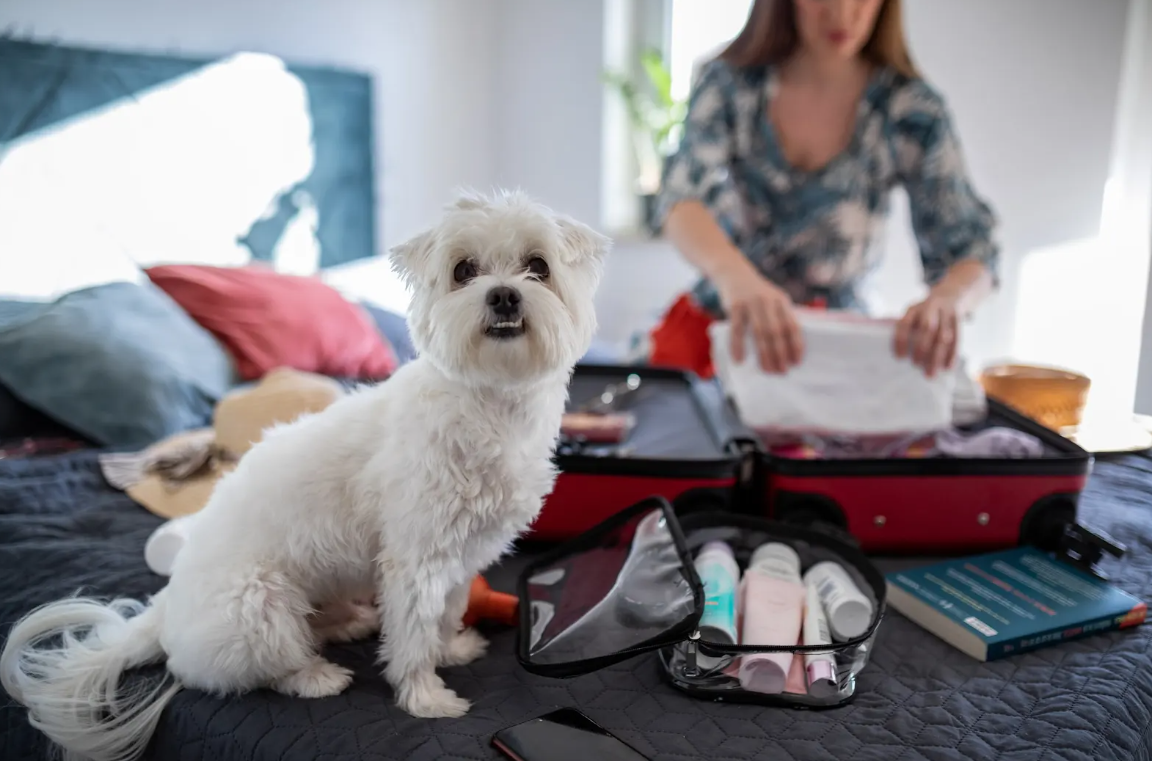 Small white dog sitting by open suitcase as owner prepares for travel.