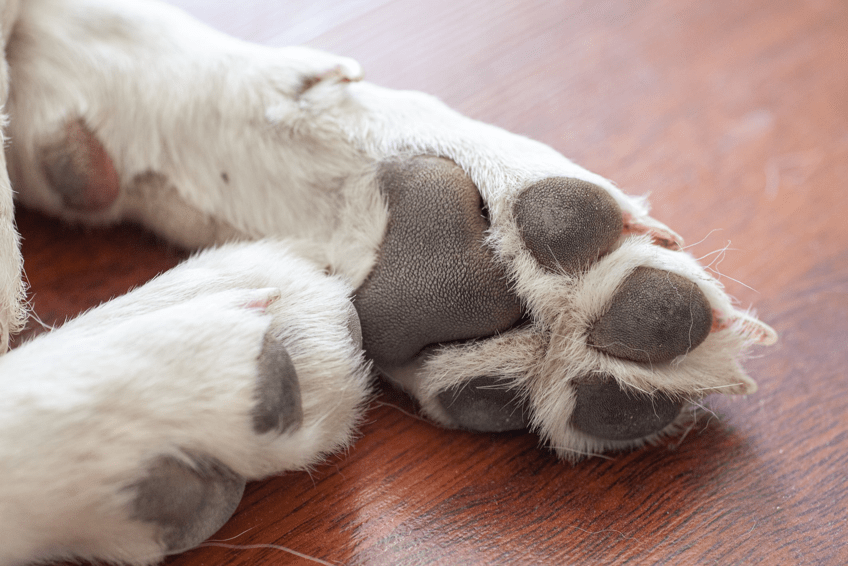 A close-up of healthy dog paws.