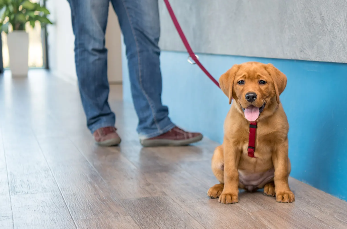 A dog sitting on the floor with a leash as the owner checks in for pet care services.