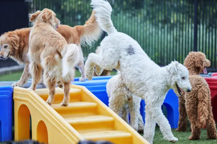 All American Pet Resorts