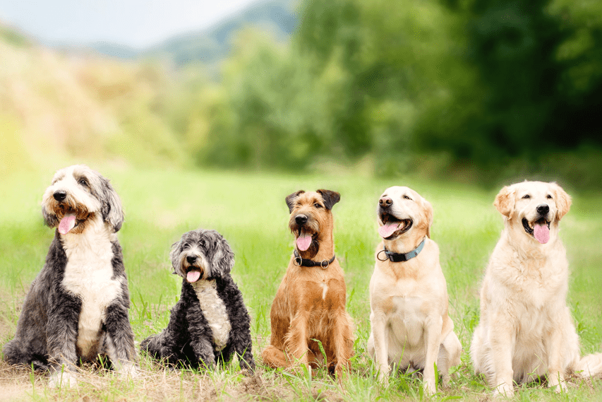 Five happy dogs at daycare, sitting in a row with their mouths open.