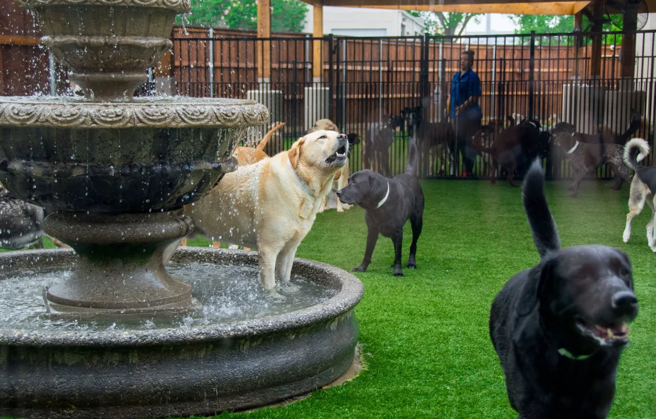 hot pups outside cooling off underneath a fountain