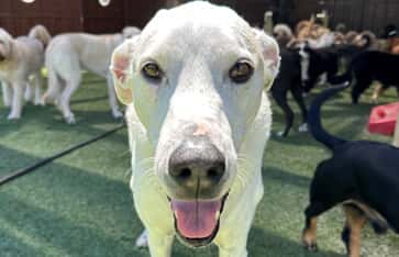 All American Pet Resorts